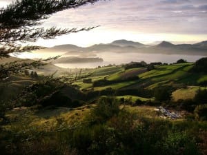 Forest and ocean view in early morning light