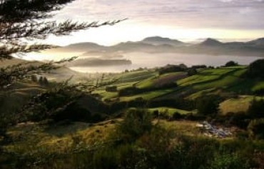 Forest and ocean view in early morning light